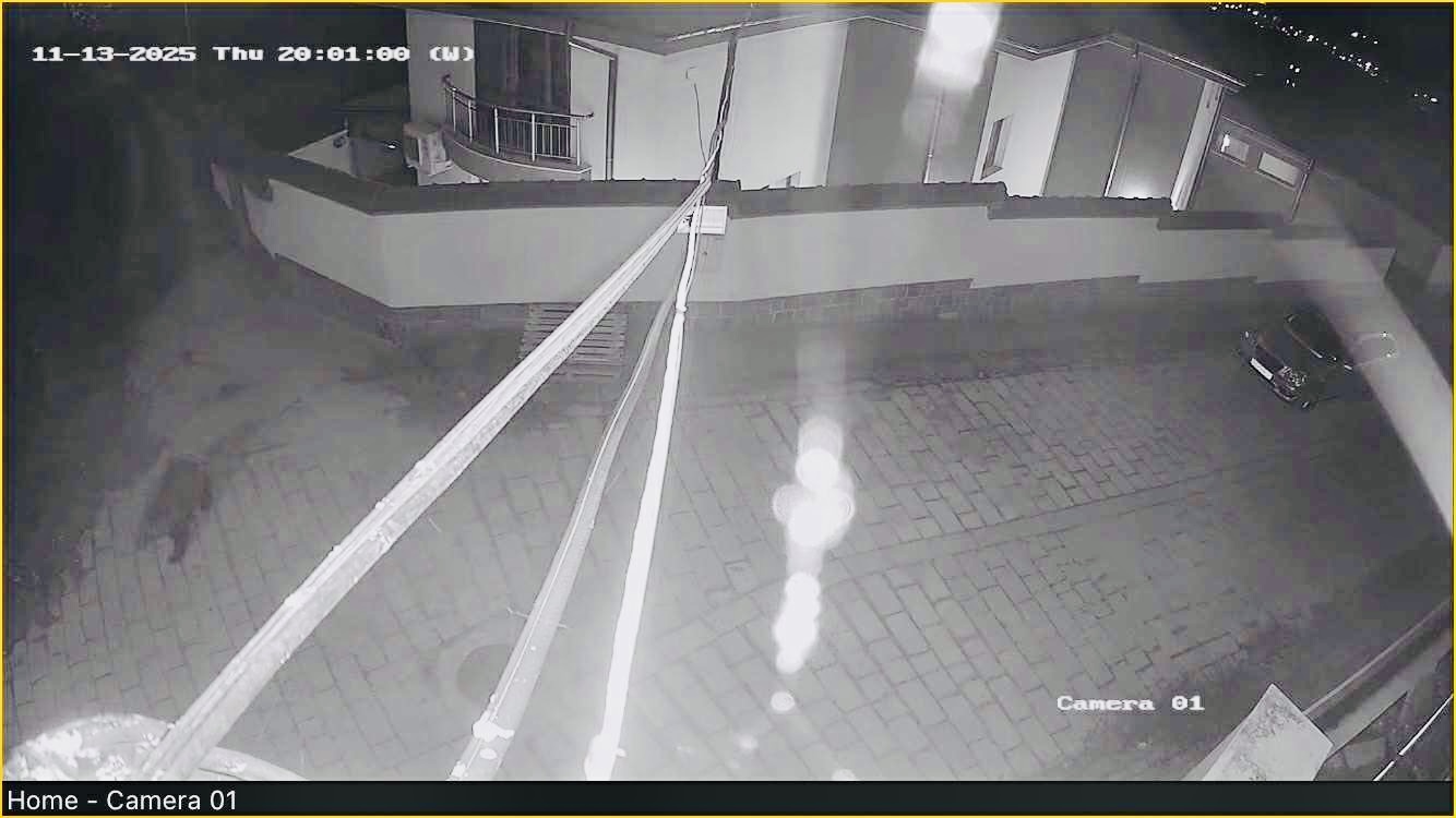 Мечка слезе много близо до къщи в Карлово