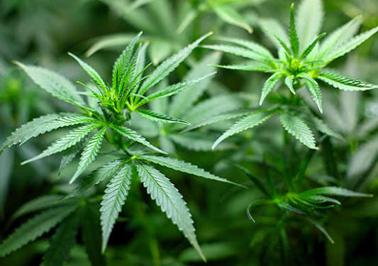 marihuana